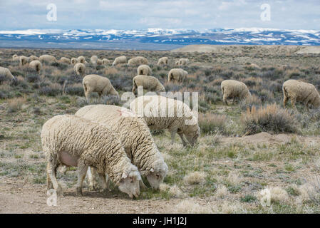 Le mouton domestique (Ovis aries), mouton Ranch, Wyoming, par Bruce Montagne Banque D'Images