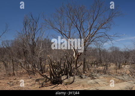 Mandacarú, arbre Imburana, 2017, Caatinga, Paraíba, Brésil Banque D'Images