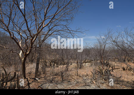 Mandacarú, arbre Imburana, 2017, Caatinga, Paraíba, Brésil Banque D'Images