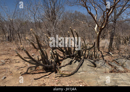 Mandacarú, arbre Imburana, 2017, Caatinga, Paraíba, Brésil Banque D'Images