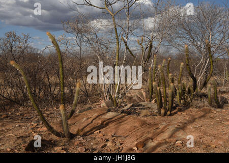 Xiquexique Pilosocereus gounellei, cactus, 2017, Caatinga, Boa Vista, Paraíba, Brésil Banque D'Images