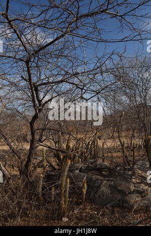 Xiquexique Pilosocereus gounellei, cactus, 2017, Caatinga, Boa Vista, Paraíba, Brésil Banque D'Images