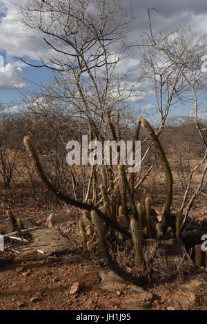 Xiquexique Pilosocereus gounellei, cactus, 2017, Caatinga, Boa Vista, Paraíba, Brésil Banque D'Images