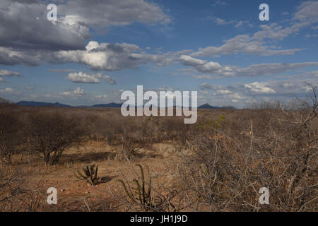 Arbres, Cactus Xiquexique, 2017, Caatinga, Boa Vista, Paraíba, Brésil Banque D'Images