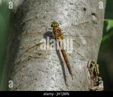 Hawker Norfolk réchauffement libellule au soleil sur tronc d'arbre. Banque D'Images