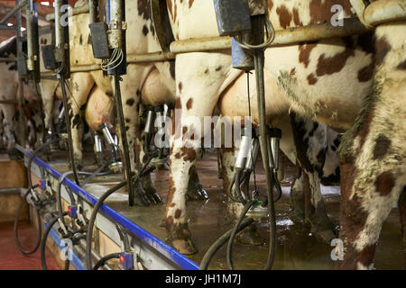 La station de traite dans une ferme laitière. La France. Banque D'Images