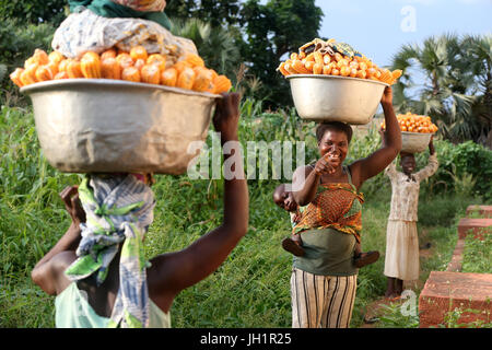 Les femmes exerçant son assiette avec le maïs en tête. Le Togo. Banque D'Images