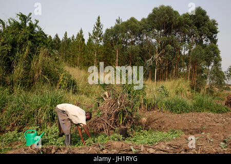 Byarunga 2 agriculteur Apollo a reçu des prêts de microfinance ENCOT. L'Ouganda. Banque D'Images