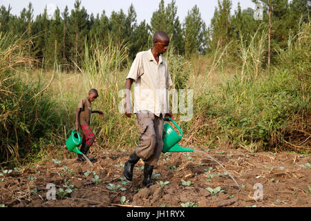 Byarunga 2 agriculteur Apollo a reçu des prêts de microfinance ENCOT. L'Ouganda. Banque D'Images