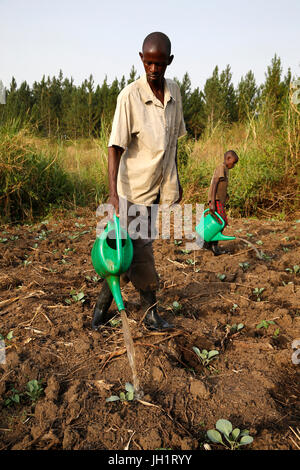 Byarunga 2 agriculteur Apollo a reçu des prêts de microfinance ENCOT. L'Ouganda. Banque D'Images