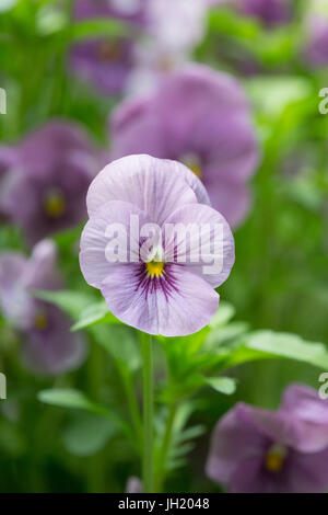 Close up d'un jardin de fleurs lila pansy. Banque D'Images