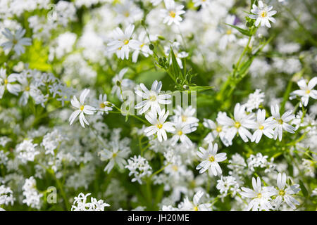 La viande de l'additionneur ou plus grand pitchwort - Stellaria holostea. Banque D'Images