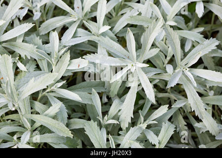 Absinthe, l'armoise argentée de l'ouest de la Louisiane, l'absinthe, l'armoise blanche et grise - sagewort Artemisia ludoviciana. Banque D'Images