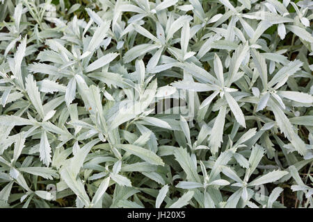 Absinthe, l'armoise argentée de l'ouest de la Louisiane, l'absinthe, l'armoise blanche et grise - sagewort Artemisia ludoviciana. Banque D'Images