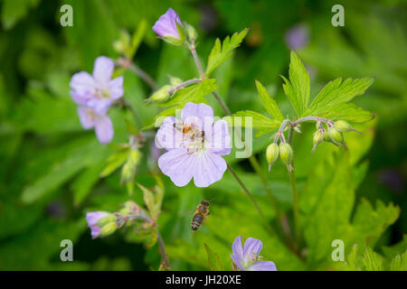 Abeille sur une floraison géranium sauvage géranium tacheté, ou en bois - géranium Geranium maculatum. Banque D'Images