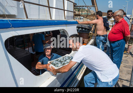 Les sardines étant déchargé d'un bateau de pêche dans le port de pêche de Sciacca Southerm en Sicile, Italie. Banque D'Images