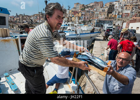 Elles sont déchargées de poisson d'un bateau de pêche dans le port de pêche de Sciacca Southerm en Sicile, Italie. Banque D'Images