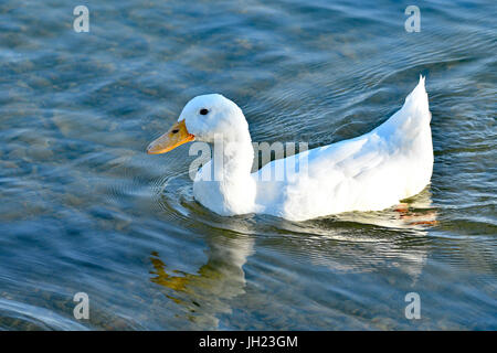 Un canard blanc - Pekin américain Banque D'Images