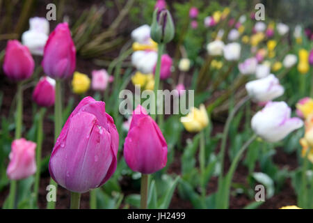 Les fleurs du printemps. Tulipes. La France. Banque D'Images