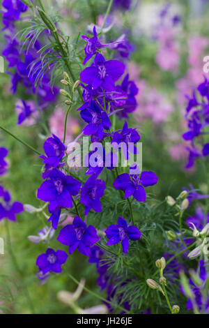 Floraison bleu blue monkshood Banque D'Images