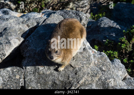 (Procavia capensis Rock Hyrax) (dassie), Table Mountain, Cape Town, Afrique du Sud, l'Afrique Banque D'Images
