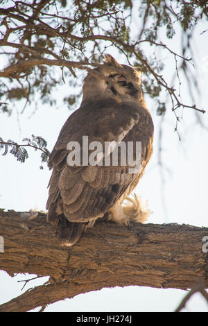 Le sud de l'Owl à face blanche (Ptilopsis granti), Kalahari Transfrontier Park, Afrique du Sud, l'Afrique Banque D'Images