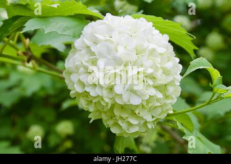 Fleur blanc et vert feuilles comme arrière-plan. Banque D'Images