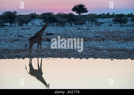 Girafe reflète dans l'eau d'un point d'Okaukuejo Rest Camp, Etosha National Park, Namibie, Afrique Banque D'Images