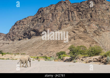 L'éléphant du désert (bush africain) de l'éléphant (Loxodonta africana), Khurab Réserver, le nord de la Namibie, l'Afrique Banque D'Images