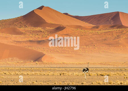 L'errance d'autruche en face d'une dune de sable géant, Sossusvlei, Namib-Naukluft National Park, Namibie, Afrique Banque D'Images