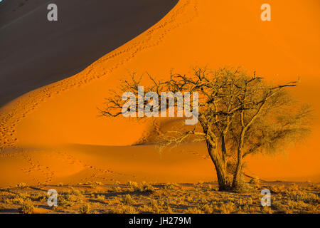 Acacia en dessous de la Dune de sable géant 45, Sossusvlei, Namib-Naukluft National Park, Namibie, Afrique Banque D'Images