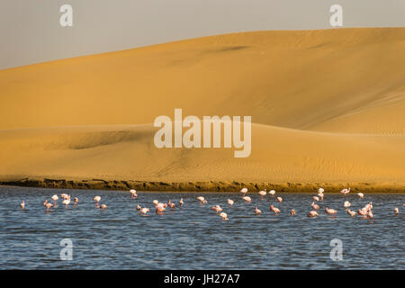 Piscine d'eau salée avec des flamants roses près de Walvis Bay, en Namibie, Afrique Banque D'Images