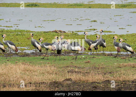 Grue couronnée grise (Balearica regulorum), l'Ouganda, l'Afrique Banque D'Images