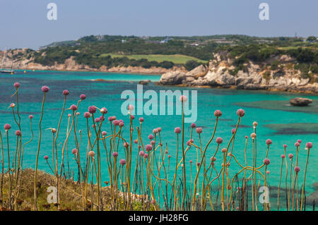 Fleurs roses de la trame à l'intérieur des terres la mer turquoise en été, Sperone, Bonifacio, Corse du Sud, France, Europe, Méditerranée Banque D'Images