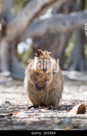 Quokka (Chrysocyon brachyurus), Rottnest Island, Australie, Pacifique Banque D'Images