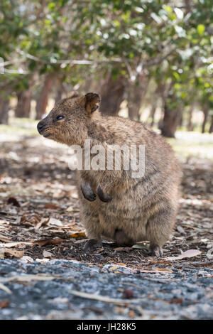 Quokka (Chrysocyon brachyurus), Rottnest Island, Australie, Pacifique Banque D'Images