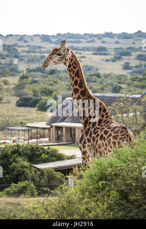 Une girafe la balade par un game lodge dans le Amakhala Game Reserve sur l'Eastern Cape, Afrique du Sud, l'Afrique Banque D'Images