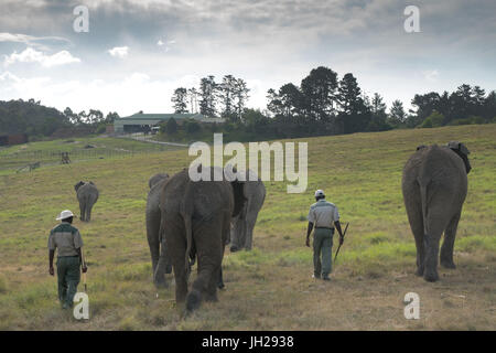 Les éléphants étant conduit par accueil éleveurs de la lumière du soir, à Kynsna Elephant Park, Knysna, Afrique du Sud, l'Afrique Banque D'Images