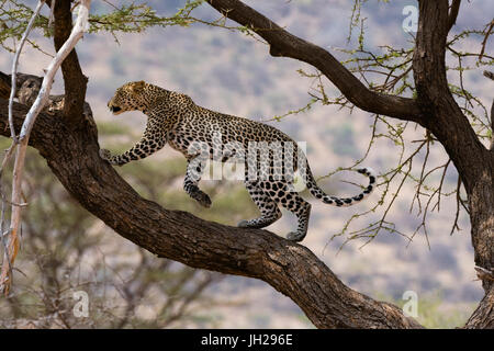 Un léopard (Panthera pardus) marche sur une branche d'arbre, la réserve nationale de Samburu, Kenya, Afrique de l'Est, l'Afrique Banque D'Images