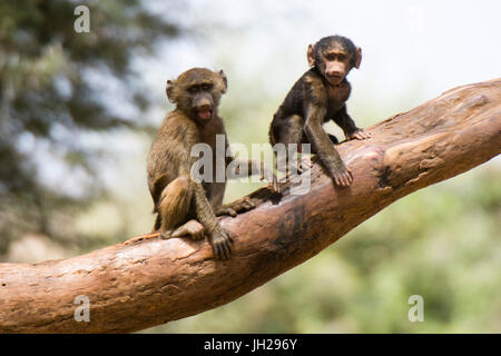 Les babouins Olive (Papio anubis) regardant la caméra, Kalama Conservancy, Samburu, Kenya, Afrique de l'Est, l'Afrique Banque D'Images