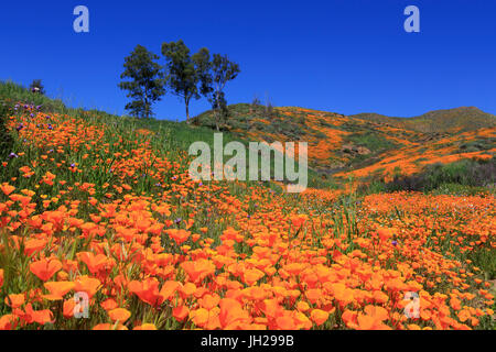 Coquelicots, Walker Canyon, Lake Elsinore, Californie, États-Unis d'Amérique, Amérique du Nord Banque D'Images