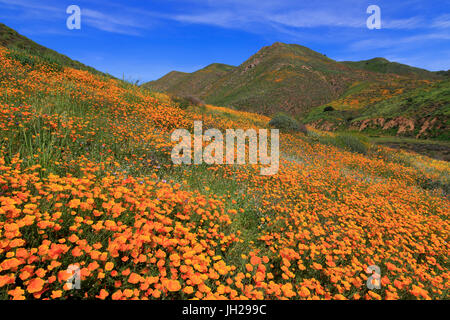 Coquelicots, Walker Canyon, Lake Elsinore, dans le Comté de Riverside, Californie, États-Unis d'Amérique, Amérique du Nord Banque D'Images