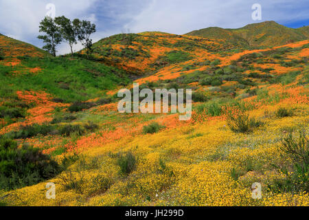 Walker Canyon, Lake Elsinore, dans le Comté de Riverside, Californie, États-Unis d'Amérique, Amérique du Nord Banque D'Images