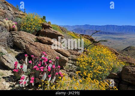 Et de castor, brittlebush Anza-Borrego Desert State Park, Borrego Springs, Comté de San Diego, Californie, USA Banque D'Images