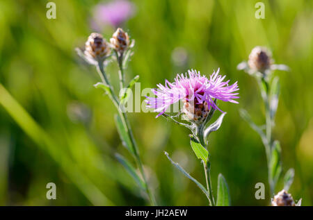 Sous-espèce pseudophrygia Centaurea phrygia L. fleur, également connu comme la centaurée perruque, grandissant dans la prairie à Kiev, Ukraine Banque D'Images