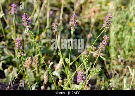 Stachys officinalis fleurs également connu sous le nom de common hedgenettle, betony, purple betony, bétoine, bishopwort, ou l'évêque du millepertuis, poussant dans les prés Banque D'Images