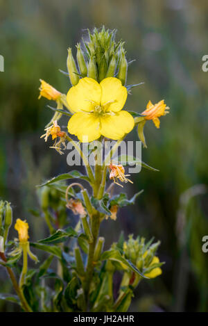 L'Oenothera biennis jaune ouvert fleur, également connu sous le nom de common evening-primrose, soir primerose, étoile du soir et sun drop. Les fleurs ouvertes en soirée Banque D'Images