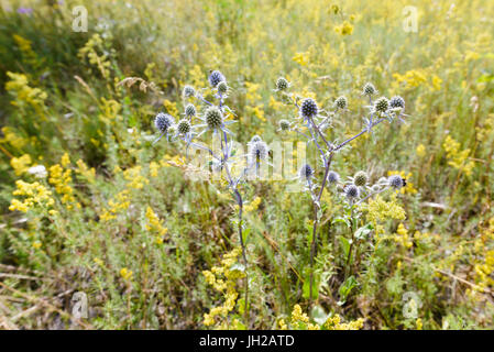 Eryngium campestre fleurs, également connu sous le nom de field eryngo, dans un pré près de Kiev, Ukraine Banque D'Images