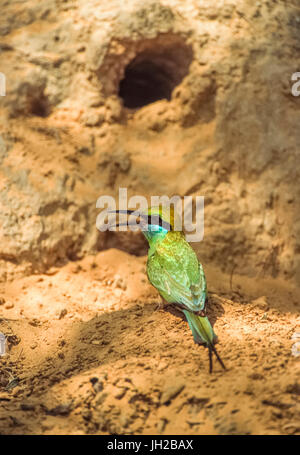 Green Bee-eater ou Little Green Bee-eater, (Merops orientalis), Parc national de Keoladeo Ghana, Bharatpur, Rajasthan, Inde Banque D'Images