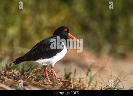 L'Huîtrier pie, (Haematopus longirostris), Byron Bay, New South Wales, Australia Banque D'Images